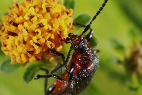 Carabid beetle